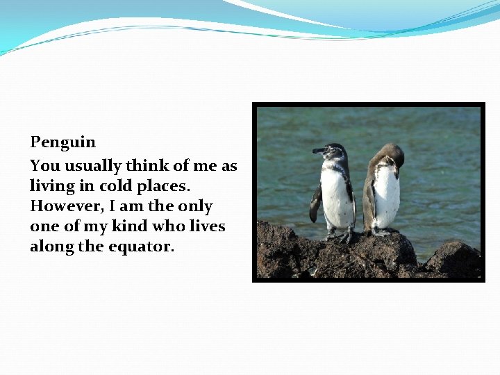 Penguin You usually think of me as living in cold places. However, I am