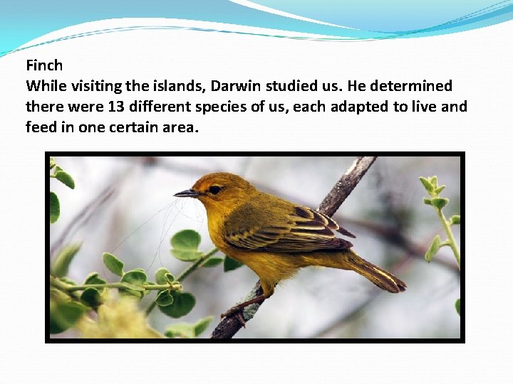 Finch While visiting the islands, Darwin studied us. He determined there were 13 different