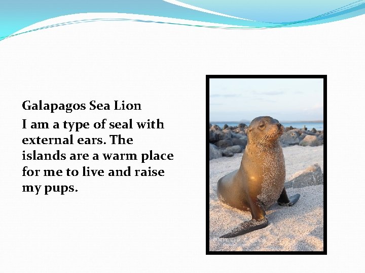 Galapagos Sea Lion I am a type of seal with external ears. The islands