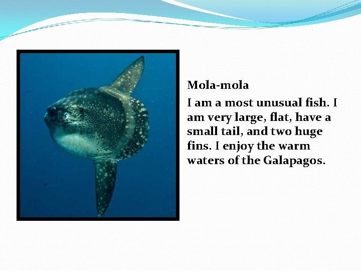 Mola-mola I am a most unusual fish. I am very large, flat, have a