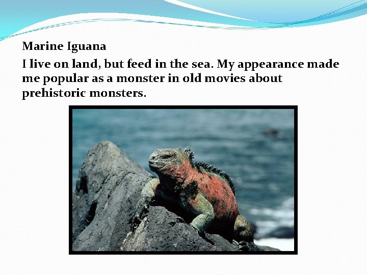 Marine Iguana I live on land, but feed in the sea. My appearance made