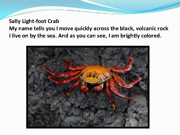 Sally Light-foot Crab My name tells you I move quickly across the black, volcanic