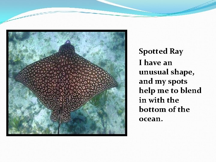 Spotted Ray I have an unusual shape, and my spots help me to blend
