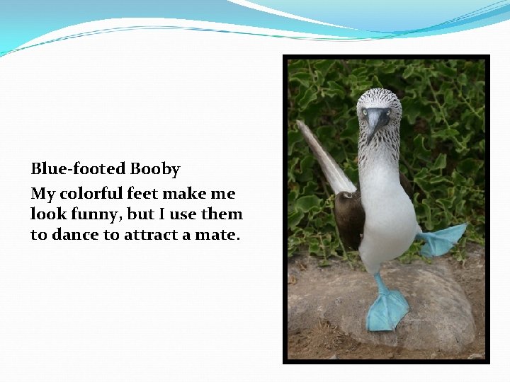 Blue-footed Booby My colorful feet make me look funny, but I use them to