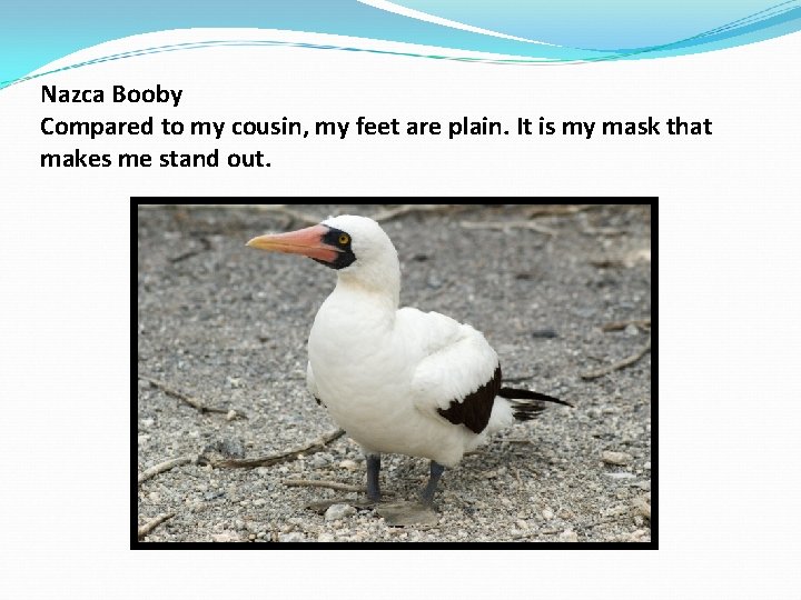Nazca Booby Compared to my cousin, my feet are plain. It is my mask