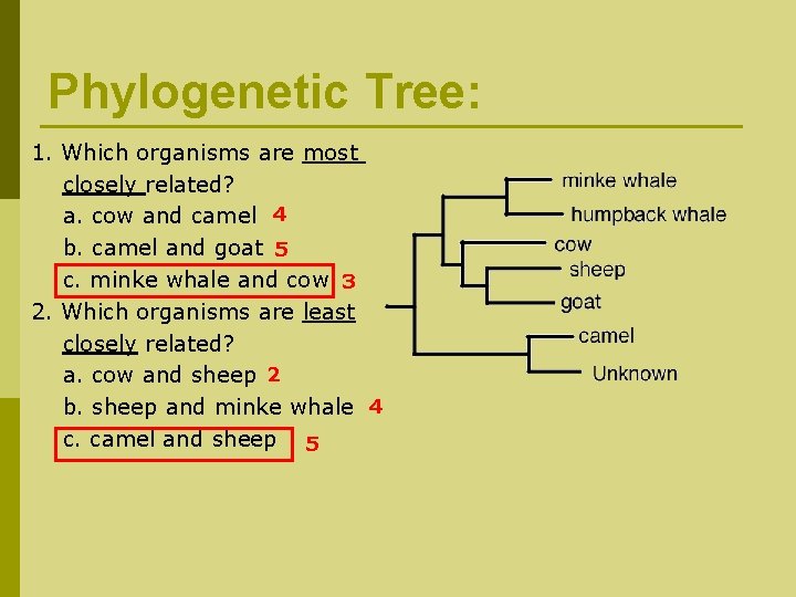 Phylogenetic Tree: 1. Which organisms are most closely related? a. cow and camel 4