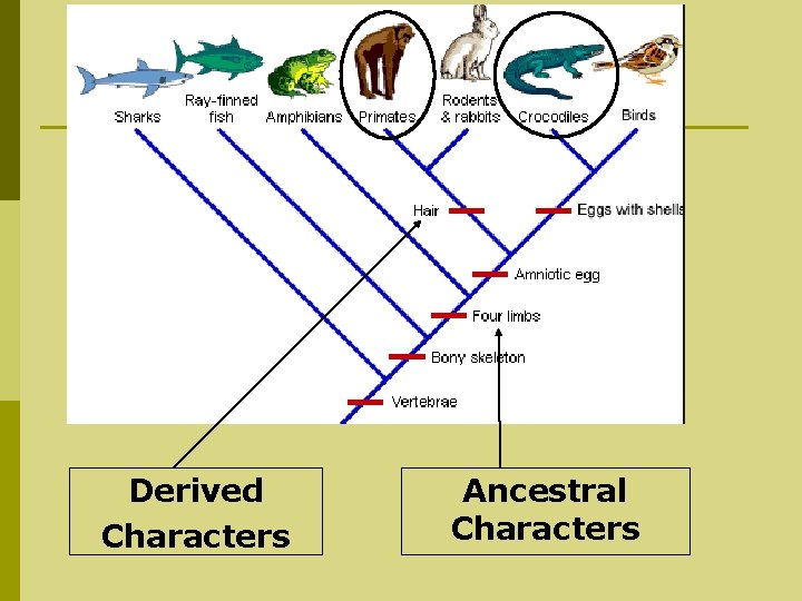Derived Characters Ancestral Characters 
