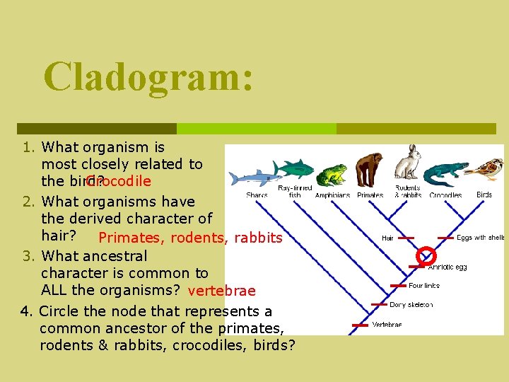 Cladogram: 1. What organism is most closely related to Crocodile the bird? 2. What