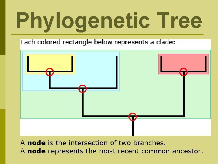 Phylogenetic Tree A node is the intersection of two branches. A node represents the