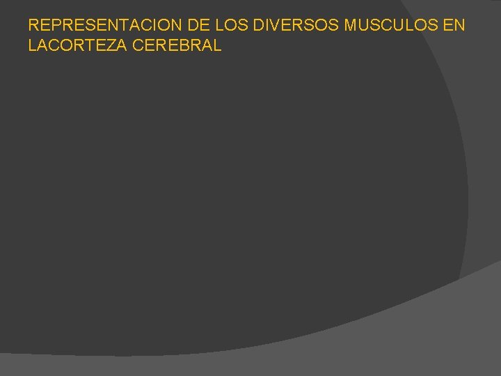 REPRESENTACION DE LOS DIVERSOS MUSCULOS EN LACORTEZA CEREBRAL 