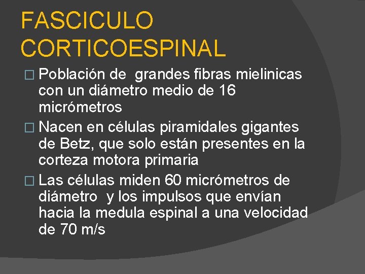 FASCICULO CORTICOESPINAL � Población de grandes fibras mielinicas con un diámetro medio de 16