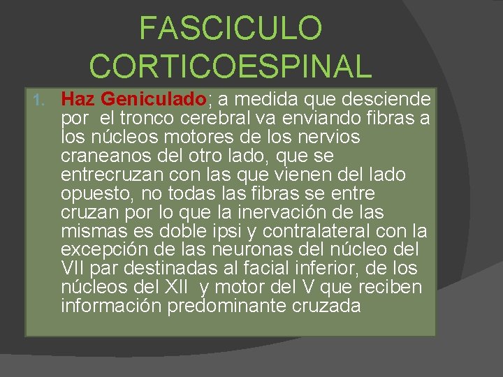 FASCICULO CORTICOESPINAL 1. Haz Geniculado; a medida que desciende por el tronco cerebral va