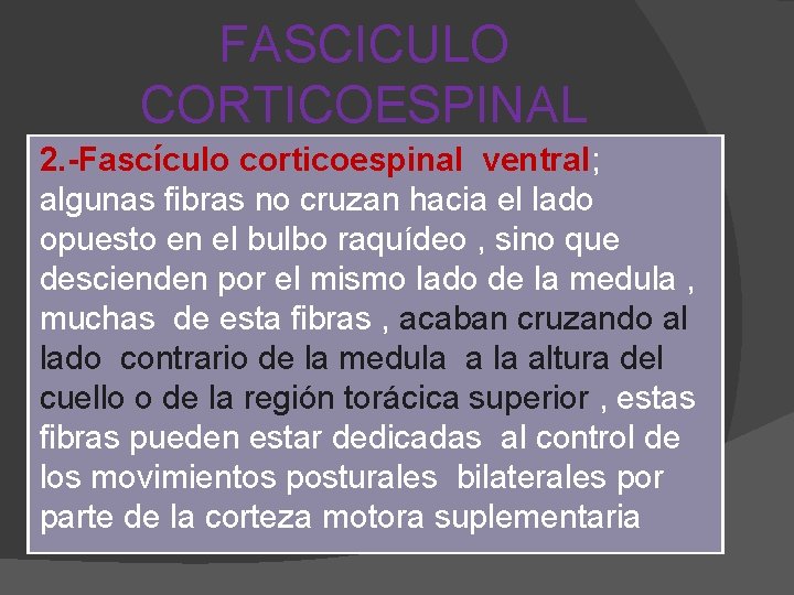 FASCICULO CORTICOESPINAL 2. -Fascículo corticoespinal ventral; algunas fibras no cruzan hacia el lado opuesto