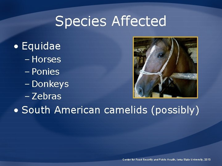 Species Affected • Equidae – Horses – Ponies – Donkeys – Zebras • South