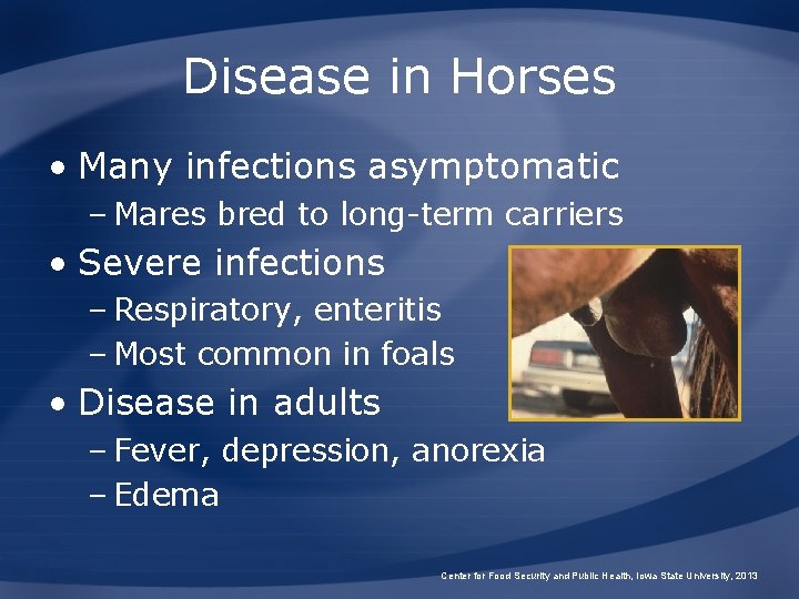 Disease in Horses • Many infections asymptomatic – Mares bred to long-term carriers •