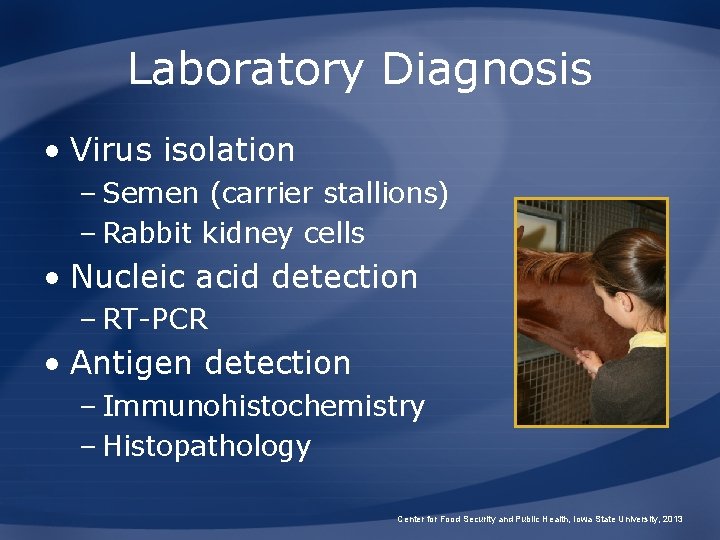 Laboratory Diagnosis • Virus isolation – Semen (carrier stallions) – Rabbit kidney cells •