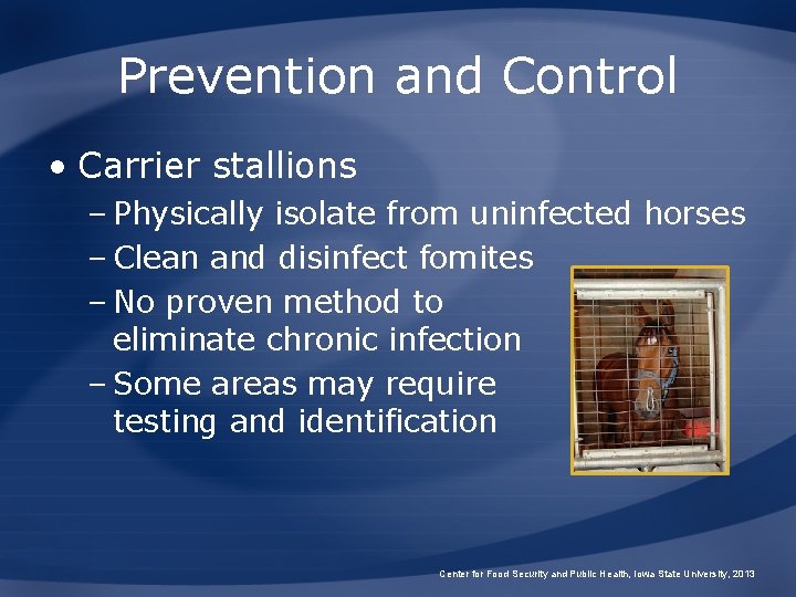 Prevention and Control • Carrier stallions – Physically isolate from uninfected horses – Clean