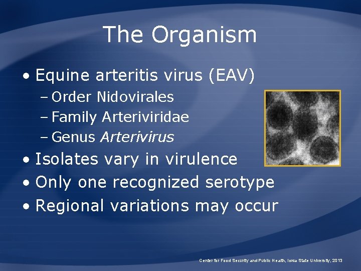 The Organism • Equine arteritis virus (EAV) – Order Nidovirales – Family Arteriviridae –