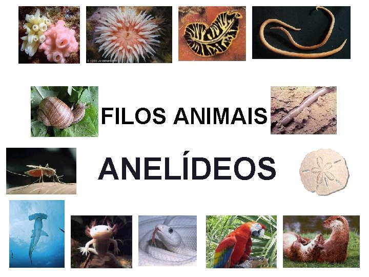 FILOS ANIMAIS ANELÍDEOS 