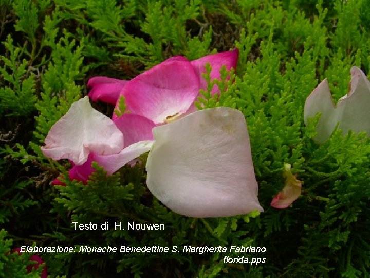 Testo di H. Nouwen Elaborazione: Monache Benedettine S. Margherita Fabriano florida. pps 