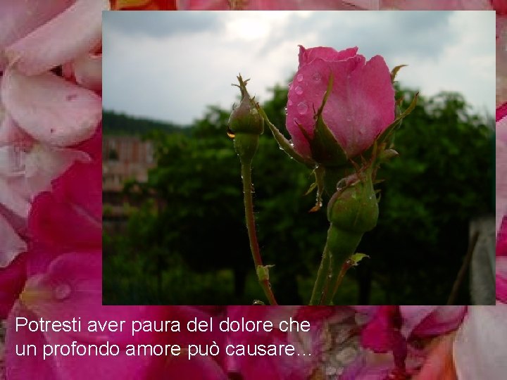 Potresti aver paura del dolore che un profondo amore può causare… 