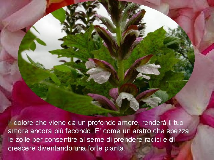 Il dolore che viene da un profondo amore, renderà il tuo amore ancora più