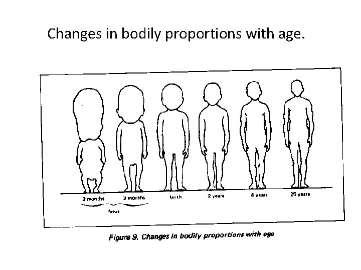 Changes in bodily proportions with age. 