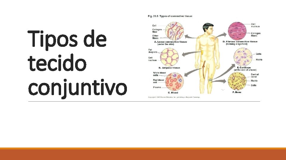 Tipos de tecido conjuntivo 