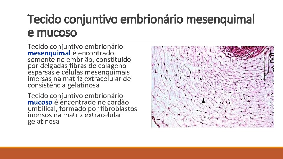Tecido conjuntivo embrionário mesenquimal e mucoso Tecido conjuntivo embrionário mesenquimal é encontrado somente no