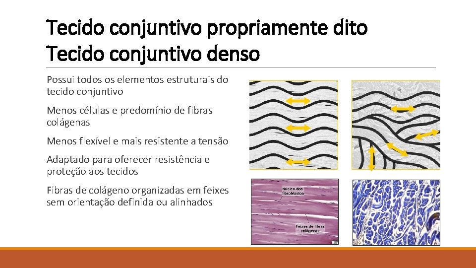 Tecido conjuntivo propriamente dito Tecido conjuntivo denso Possui todos os elementos estruturais do tecido