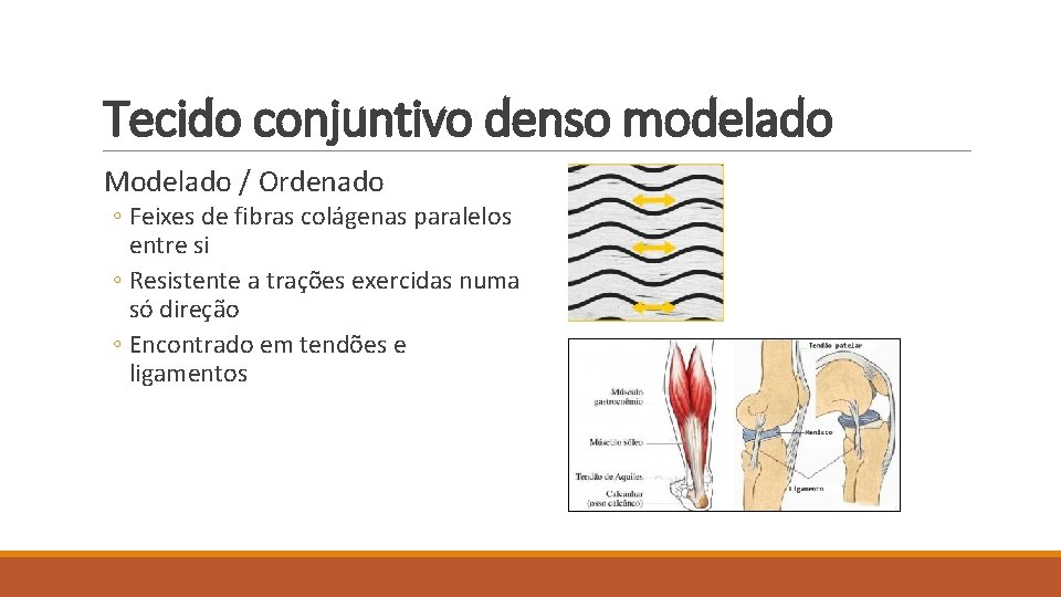 Tecido conjuntivo denso modelado Modelado / Ordenado ◦ Feixes de fibras colágenas paralelos entre