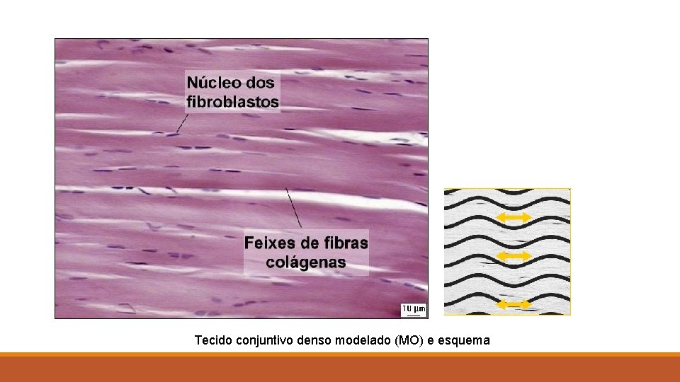Tecido conjuntivo denso modelado (MO) e esquema 