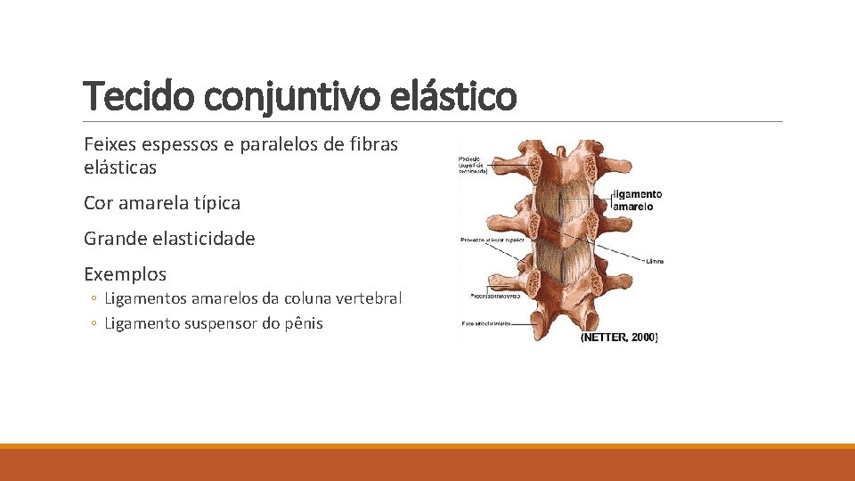 Tecido conjuntivo elástico Feixes espessos e paralelos de fibras elásticas Cor amarela típica Grande