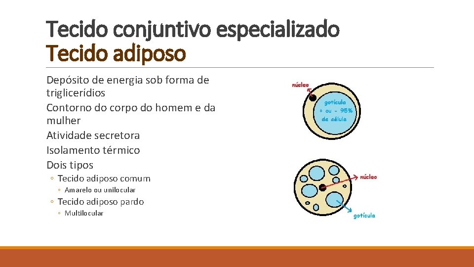Tecido conjuntivo especializado Tecido adiposo Depósito de energia sob forma de triglicerídios Contorno do