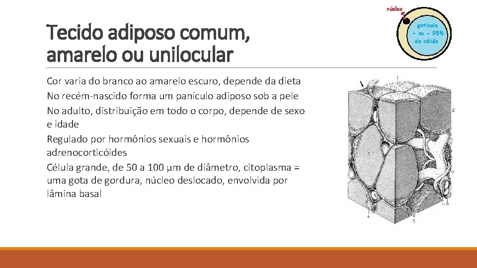 Tecido adiposo comum, amarelo ou unilocular Cor varia do branco ao amarelo escuro, depende