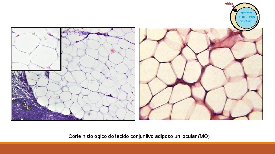 Corte histológico do tecido conjuntivo adiposo unilocular (MO) 