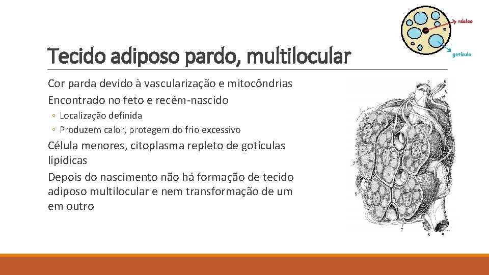 Tecido adiposo pardo, multilocular Cor parda devido à vascularização e mitocôndrias Encontrado no feto