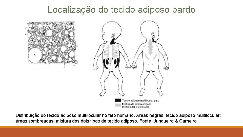 Localização do tecido adiposo pardo Distribuição do tecido adiposo multilocular no feto humano. Áreas