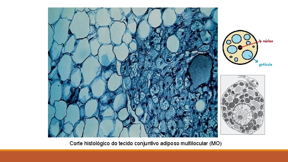 Corte histológico do tecido conjuntivo adiposo multilocular (MO) 