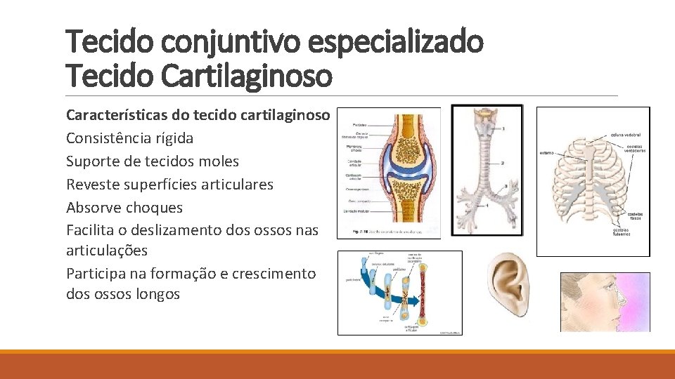 Tecido conjuntivo especializado Tecido Cartilaginoso Características do tecido cartilaginoso Consistência rígida Suporte de tecidos