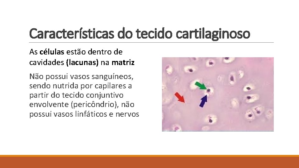 Características do tecido cartilaginoso As células estão dentro de cavidades (lacunas) na matriz Não