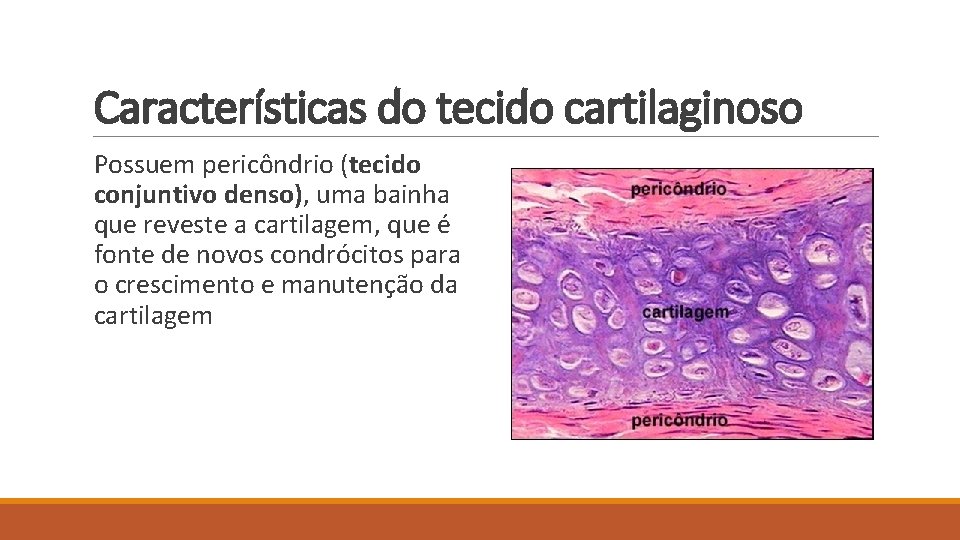 Características do tecido cartilaginoso Possuem pericôndrio (tecido conjuntivo denso), uma bainha que reveste a