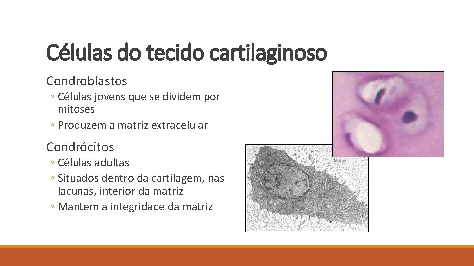 Células do tecido cartilaginoso Condroblastos ◦ Células jovens que se dividem por mitoses ◦