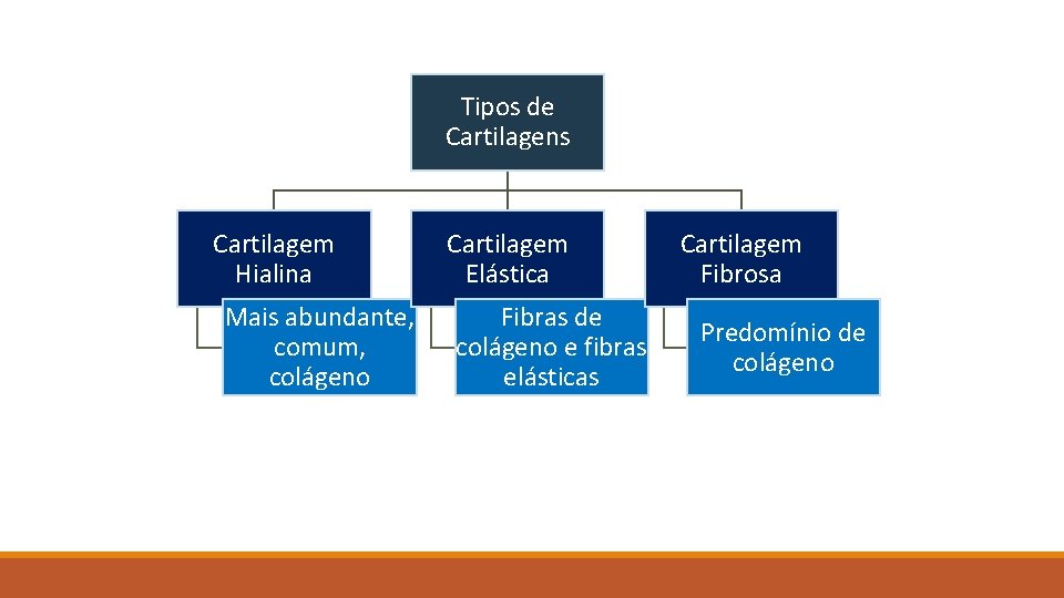 Tipos de Cartilagens Cartilagem Hialina Mais abundante, comum, colágeno Cartilagem Elástica Fibras de colágeno
