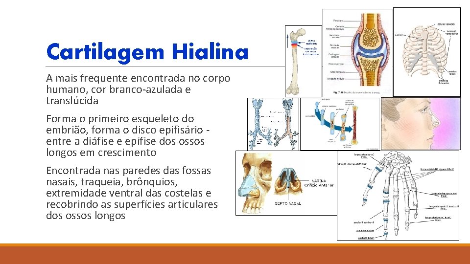 Cartilagem Hialina A mais frequente encontrada no corpo humano, cor branco-azulada e translúcida Forma