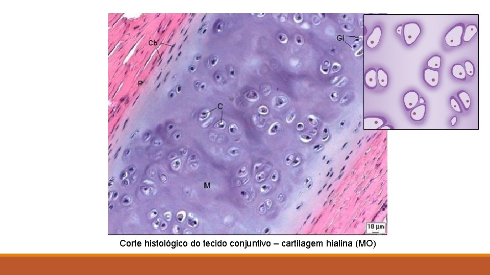 Corte histológico do tecido conjuntivo – cartilagem hialina (MO) 