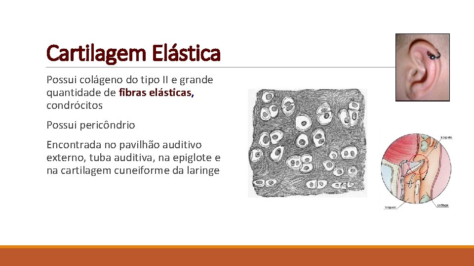 Cartilagem Elástica Possui colágeno do tipo II e grande quantidade de fibras elásticas, condrócitos