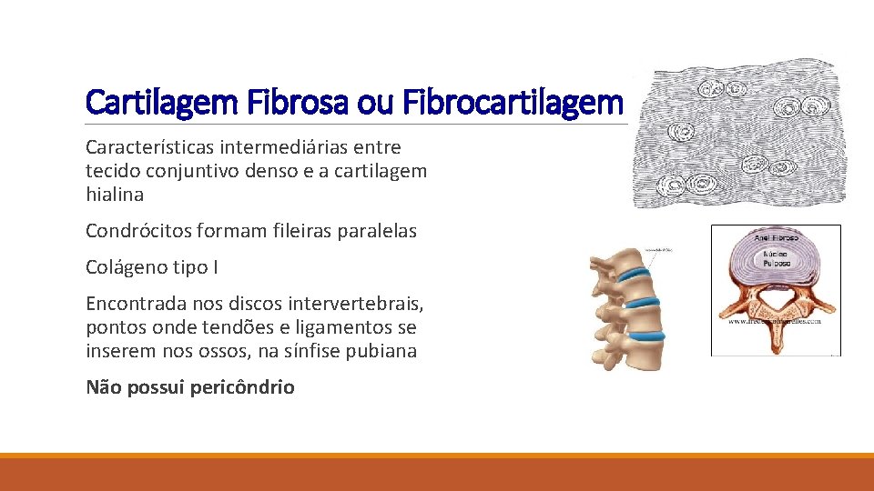 Cartilagem Fibrosa ou Fibrocartilagem Características intermediárias entre tecido conjuntivo denso e a cartilagem hialina