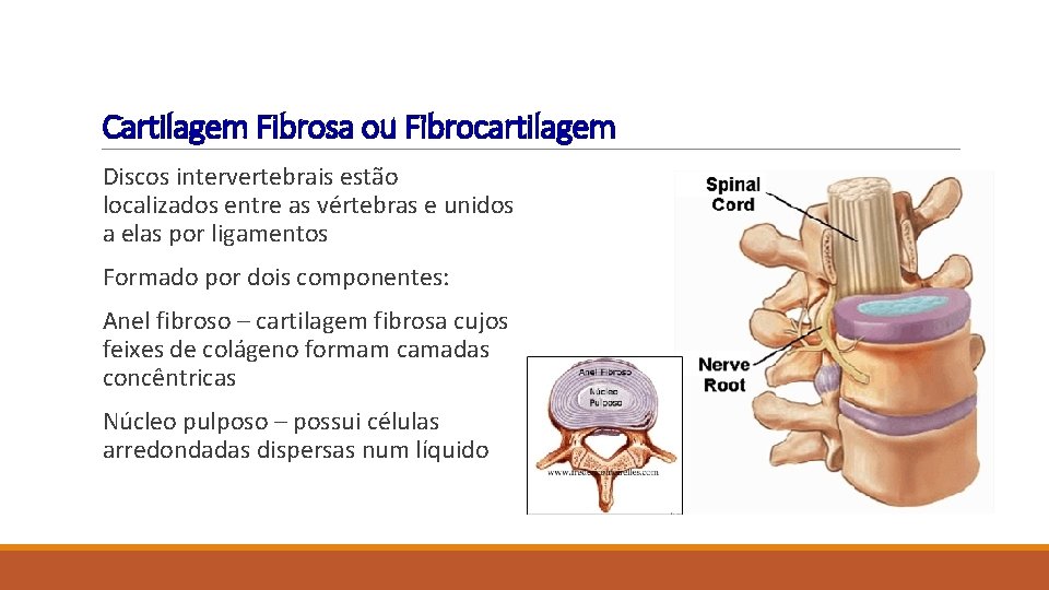 Cartilagem Fibrosa ou Fibrocartilagem Discos intervertebrais estão localizados entre as vértebras e unidos a