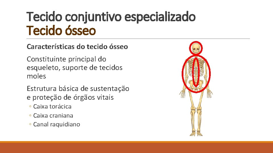 Tecido conjuntivo especializado Tecido ósseo Características do tecido ósseo Constituinte principal do esqueleto, suporte